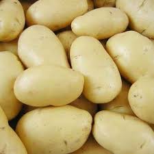 Papa blanca